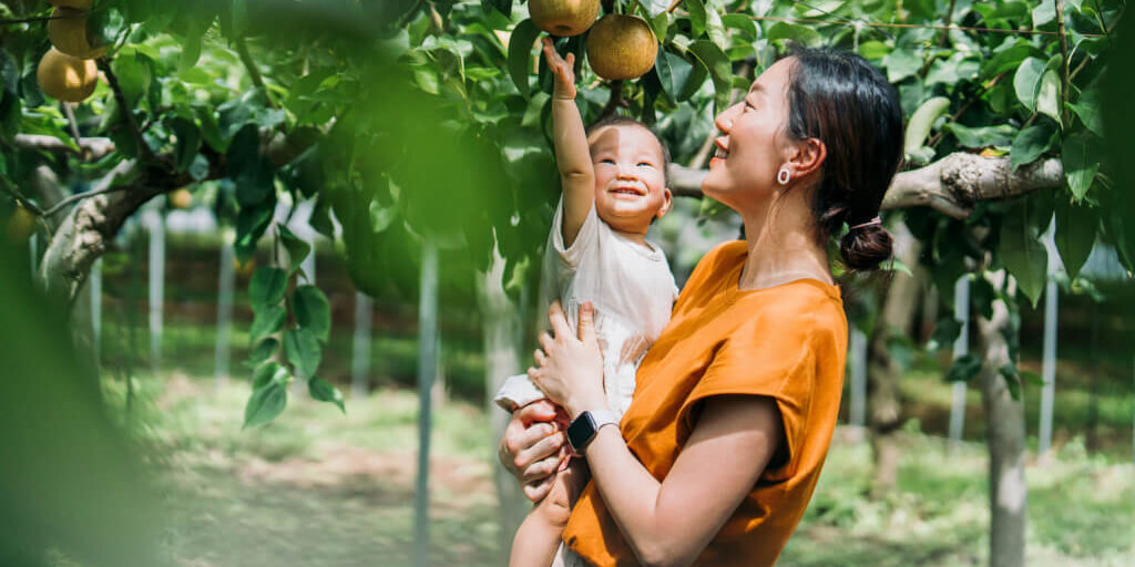 Happy young Asian family experiencing agriculture in an organic farm. Harvesting fresh pears in orchard. Mother teaching her baby girl to learn to respect the Mother Nature. Sustainable living lifestyle. Agriculture, harvest and nature
