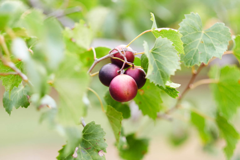 Shaklee. Where Health Meets Science Meets Nature.