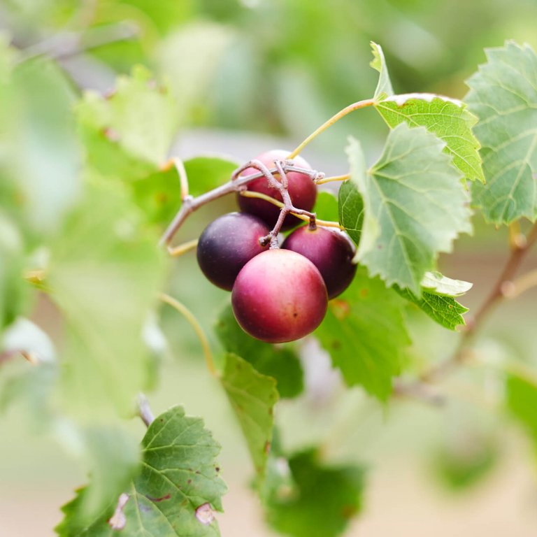 Shaklee. Where Health Meets Science Meets Nature.