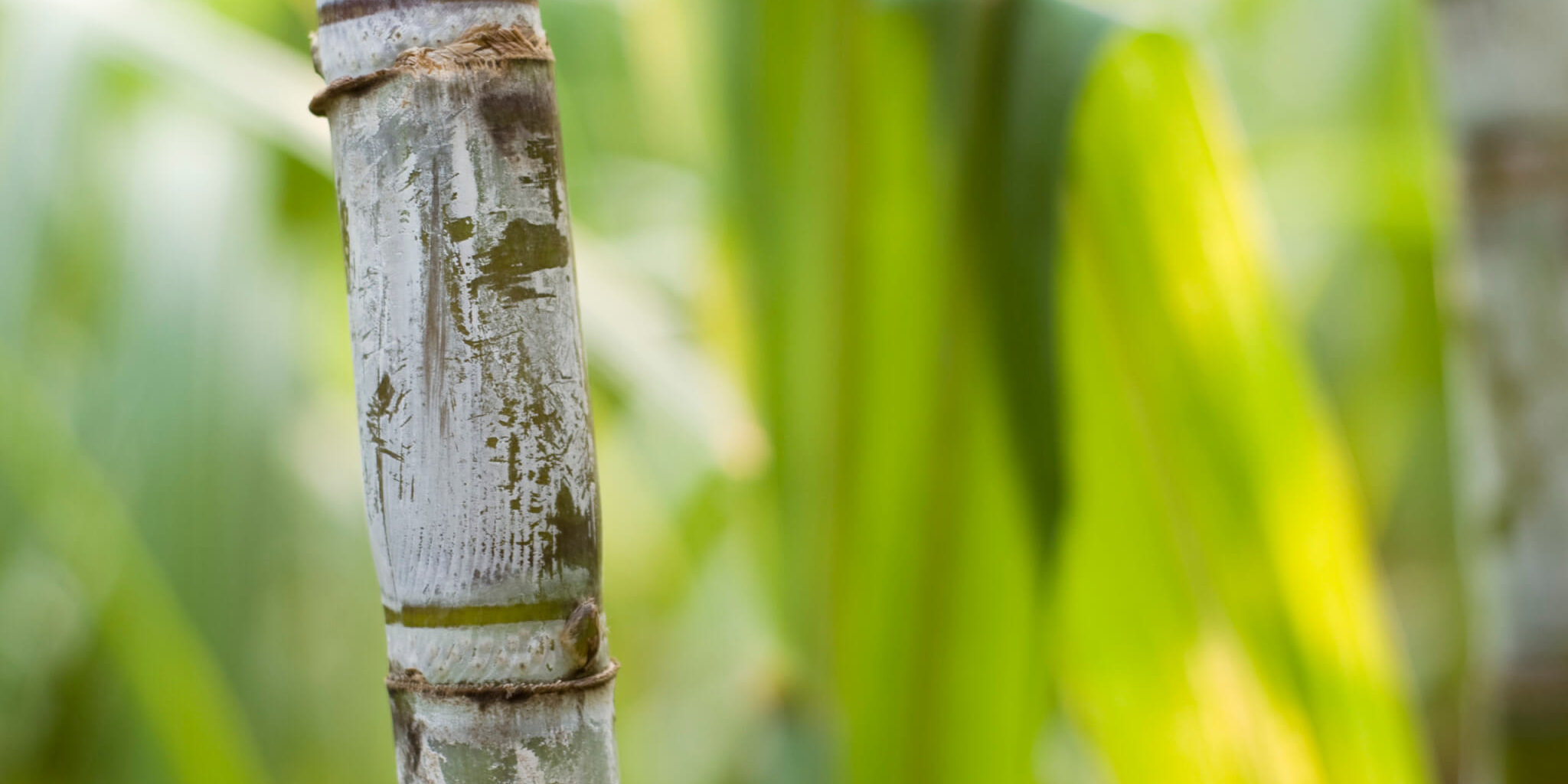 Shaklee. Where Health Meets Science Meets Nature.