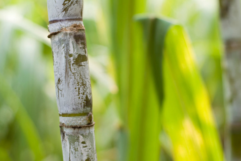 Shaklee. Where Health Meets Science Meets Nature.