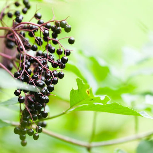 Shaklee. Where Health Meets Science Meets Nature.