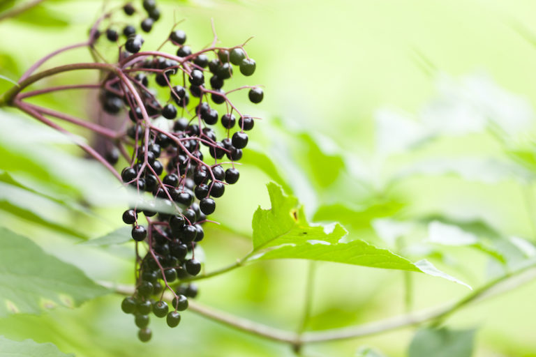 Shaklee. Where Health Meets Science Meets Nature.