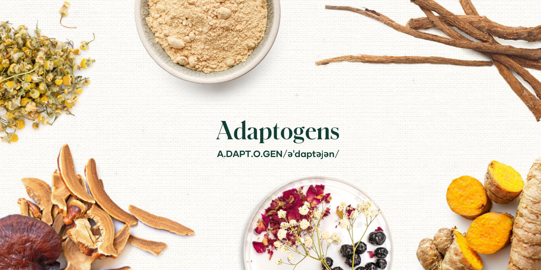 All About Adaptogens | Shaklee