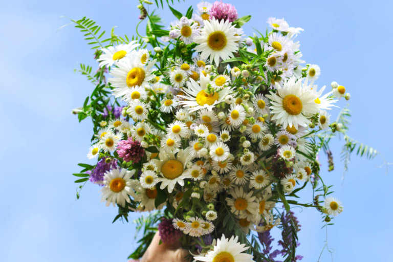 Shaklee. Where Health Meets Science Meets Nature.