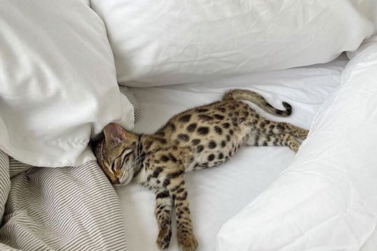 Friday night plans: Dream Serene and Sleep. What about you?​​​​​​​​​​​​​​​​​​​​​​​​