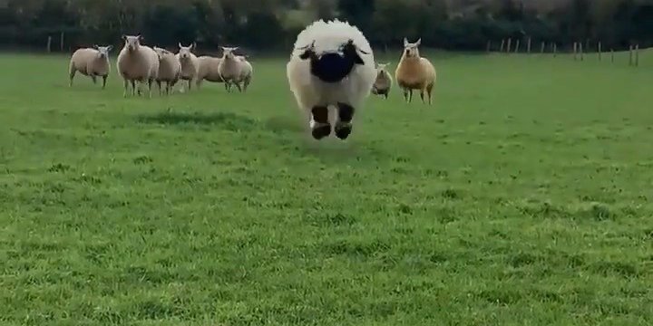 Will run for 🍪. What keeps you motivated?