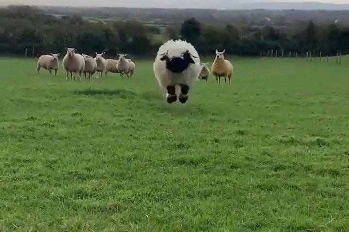 Will run for 🍪. What keeps you motivated?